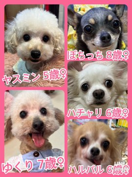 🐾今日の里親様募集中ワンコ🐶メンバーです🐾2023,5,5【保護犬カフェ天神橋店】